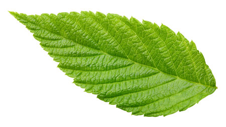 Leaf blackberry. Leaf clipping path. Blackberry leaf macro studio photo. Full depth of fieldの写真素材