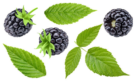 Blackberry collection with leaves isolated on white background. Blackberry set Clipping Path. Blackberry macro studio photoの写真素材
