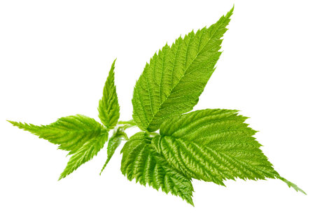 Leaf blackberry. Leaf clipping path. Blackberry leaf macro studio photo. Full depth of fieldの写真素材