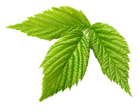 Leaf blackberry. Leaf clipping path. Blackberry leaf macro studio photo. Full depth of fieldの写真素材