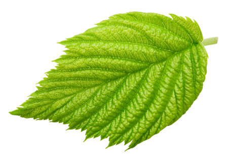 Leaf blackberry. Leaf clipping path. Blackberry leaf macro studio photo. Full depth of fieldの写真素材