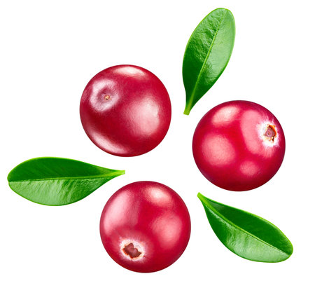 Cranberry berry. Cranberry isolated on white background. Cranberry clipping pathの写真素材