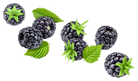 Blackberry collection with leaves isolated on white background. Blackberry set Clipping Path. Blackberry macro studio photoの写真素材