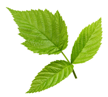Leaf blackberry. Leaf clipping path. Blackberry leaf macro studio photo. Full depth of fieldの写真素材