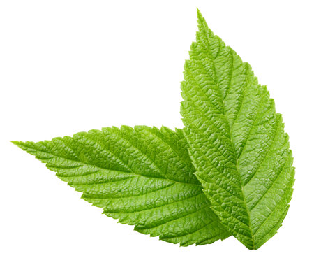 Leaf blackberry. Leaf clipping path. Blackberry leaf macro studio photo. Full depth of fieldの写真素材
