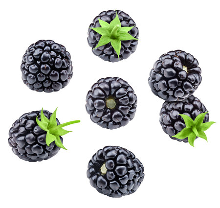 Blackberry leaves with Clipping Path isolated on a white background. Blackberry collectionの写真素材