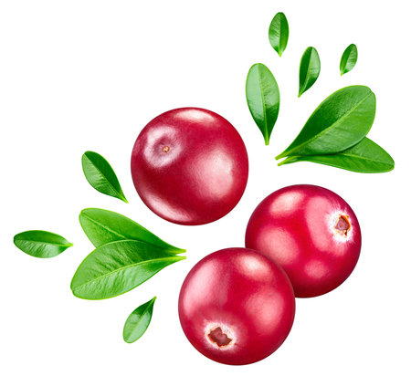 Isolated cranberry. Fresh organic cranberry with leaves isolated clipping path. Cranberry macro studio photo.の写真素材