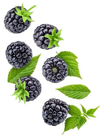 Blackberry leaves with Clipping Path isolated on a white background. Blackberry collectionの写真素材