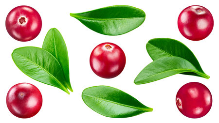 Isolated cranberry. Fresh organic cranberry with leaves isolated clipping path. Cranberry macro studio photo.の写真素材