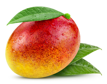 Mango leaves with Clipping Path isolated on a white background. mango collectionの写真素材