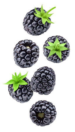 Blackberry leaves. Blackberry isolated on white background. blackberry macroの写真素材