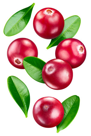 Isolated cranberry. Fresh organic cranberry with leaves isolated clipping path. Cranberry macro studio photo.の写真素材