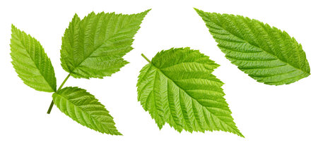 Raspberry leaf. Fresh raspberry leaf isolated on white background. Raspberry leaf clipping pathの写真素材