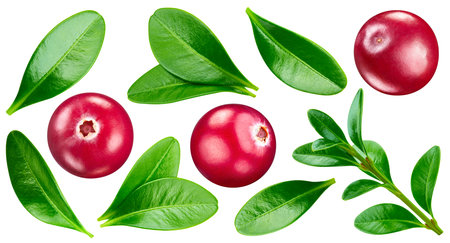 Cranberry berry. Cranberry isolated on white background. Cranberry clipping pathの写真素材