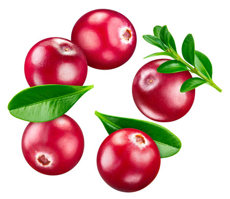Cranberry leaves with Clipping Path isolated on a white background. Cranberry collectionの写真素材
