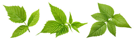 Raspberry leaf. Fresh raspberry leaf isolated on white background. Raspberry leaf clipping pathの写真素材