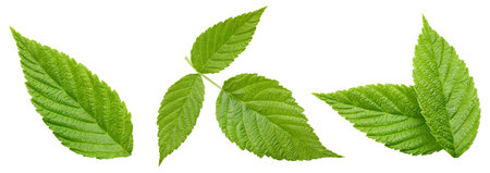 Raspberry leaf collection Clipping Path. Raspberry leaf isolated on white backgroundの写真素材