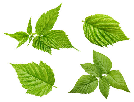 Raspberry leaf. Fresh raspberry leaf isolated on white background. Raspberry leaf clipping pathの写真素材