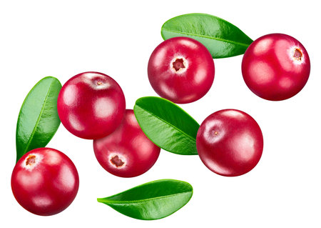 Cranberry leaves with Clipping Path isolated on a white background. Cranberry collectionの写真素材