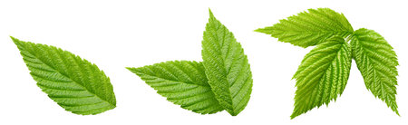 Raspberry leaf. Fresh raspberry leaf isolated on white background. Raspberry leaf clipping pathの写真素材