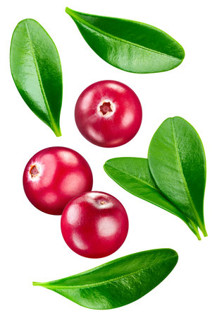 Cranberry collection isolated on white background. Cranberry set Clipping Path. Cranberry macro studio photoの写真素材