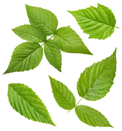 Raspberry leaf collection Clipping Path. Raspberry leaf isolated on white backgroundの写真素材