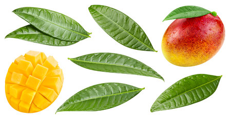 Composition of Mango. Mango isolated on white background. professional studio macro shootingの写真素材