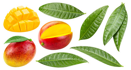 Organic mango isolated on white background. Taste mango with leaf. with clipping pathの写真素材