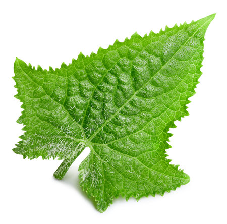 Cucumber leaf isolated on white background. Cucumber leaf with clipping pathの写真素材