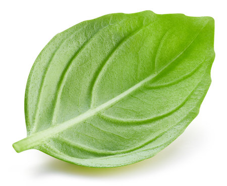Fresh organic basil leaves, isolated on white background. Basil leaves with clipping pathの写真素材