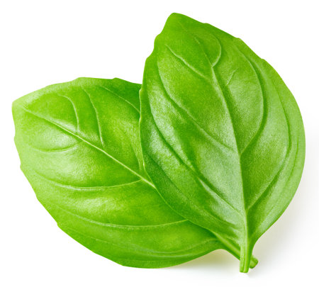 Two green basil leaves on a white background with clipping path.の写真素材