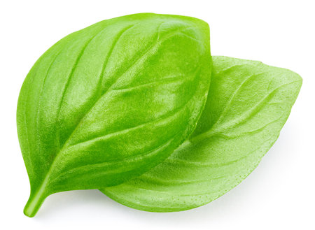 Fresh organic basil leaves isolated on white background. Basil leaves with clipping pathの写真素材
