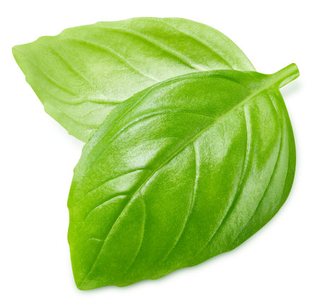 Basil leaf isolated on a white background with clipping path. Basil leaf macro studio photoの写真素材
