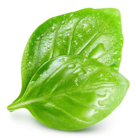 Two fresh wet basil leaves on a white background. Basil in drops of water. Basil clipping pathの写真素材