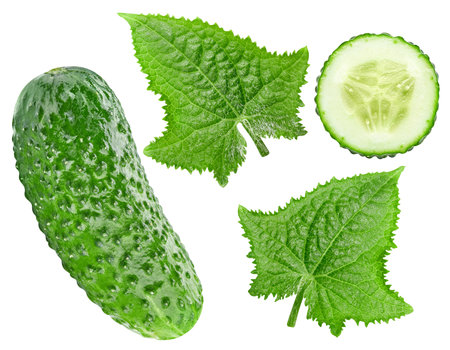 Cucumber with leaves isolated on white background. Cucumber for your design. Cucumber clipping pathの写真素材