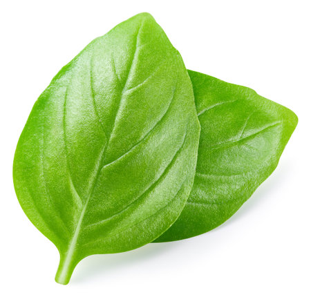 Fresh organic basil leaves isolated on white background. Basil leaves with clipping pathの写真素材