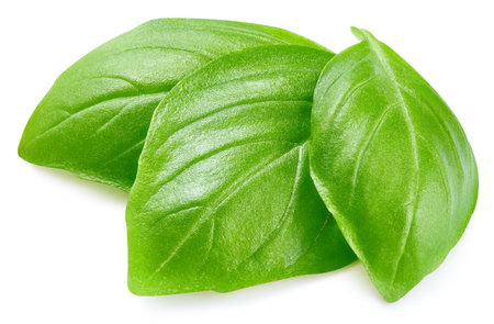 Fresh organic basil leaves isolated on white background. Basil leaves with clipping pathの写真素材