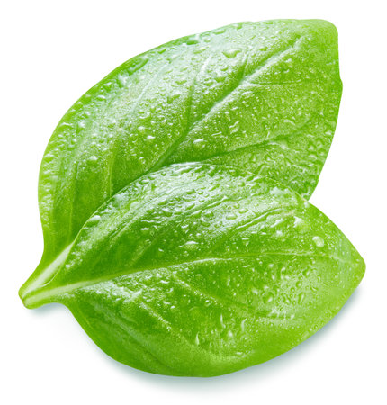 Basil isolated. Basil wet leaf on white. Basil clipping pathの写真素材