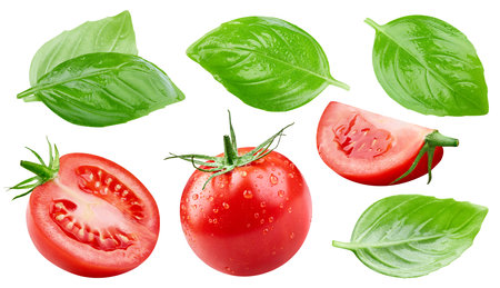 Tomato vegetable isolated on white background. Tomato and leaves basil composition with clipping path. Tomato macro studio photoの写真素材