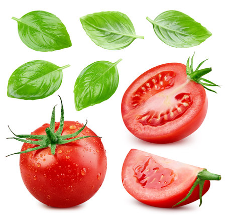 Tomato isolated with basil leaves. Tomatoes with drops on white background. Set of wet tomatoes. With clipping path.の写真素材