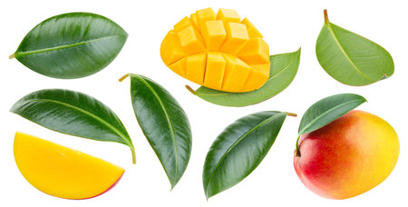 Mango clipping path. Collection mango isolated on white. Mango full depth of fieldの写真素材