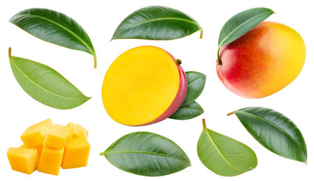 Mango collection isolated. Mango on white. Full depth of field. With clipping path.の写真素材