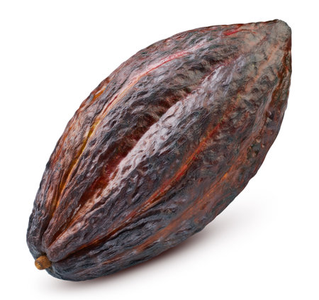 Cocoa pod isolated on white background. Cocoa full macro shoot clipping path. Cocoa pod with clipping pathの写真素材