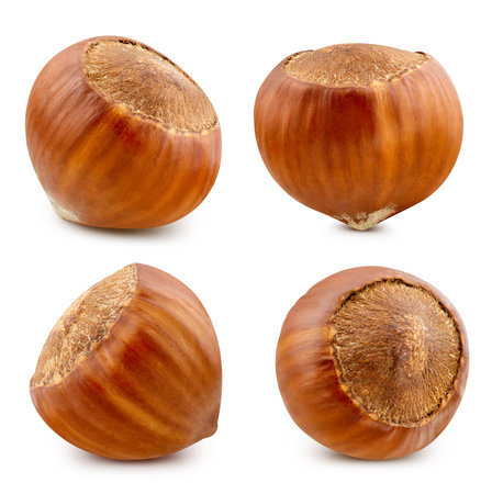 Hazelnut collection. Hazelnut isolated on white background. Hazelnut clipping pathの写真素材