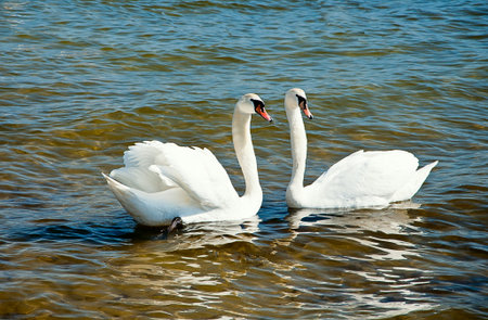 Couple of swans on the seafront of Baltic sea.の写真素材