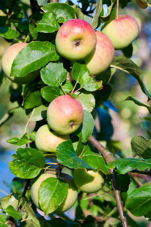  ripe apples on the treeの写真素材