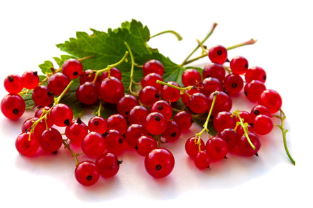 red currant berries on a white backgroundの写真素材