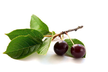 two cherries on a branchの写真素材
