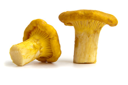 two chanterelle mushrooms on a white backgroundの写真素材