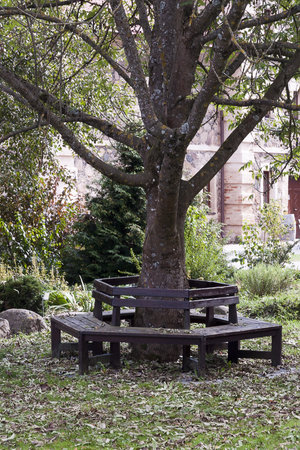 bench around a tree in the parkの写真素材